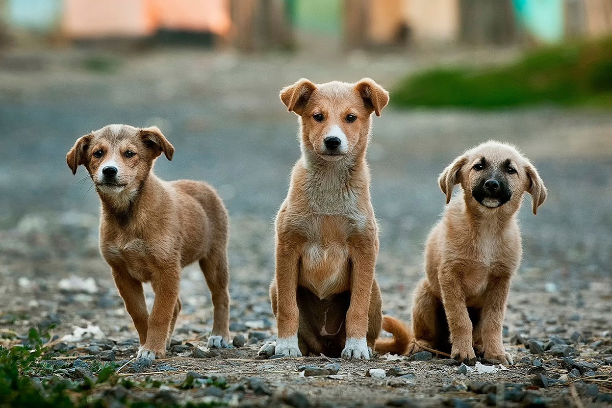 Three puppies on gravel walkway